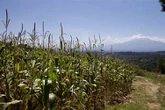 De 2023 a este año subió 10% el crédito al campo   