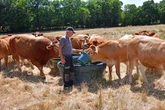 Francia: olas de calor y sequía afectan la producción vinícola y de maíz   
