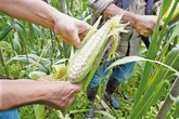México será el quinto mercado en demanda de maíz: OCDE y FAO   