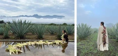 Invita a reflexionar sobre la sustitución del maíz por plantaciones de agave    