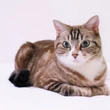 外飼い猫の2割以上が陽性！急増する「猫エイズ」から愛猫を守る最善の方法