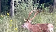 Martino, il cervo «star» di Bardonecchia rimane ferito in una baita ma viene salvato dai veterinari del Canc dopo l’allarme dei turisti
