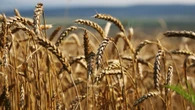 Российский экспорт продукции АПК в Казахстан превысил $1 млрд