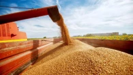 Экспорт казахстанского зерна вырос на 55% за год