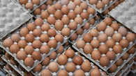 Казахстан лидирует в ЕАЭС по производству сельхозпродукции - ЕЭК
