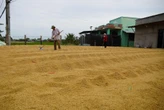 Nông dân miền Tây lãi đậm từ trồng lúa