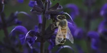 3 minuti faIn Francia non verrà reintrodotto un contestato pesticidaDi cui il governo voleva consentire l'utilizzo per fare un favore agli agricoltori