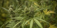 1 minuto faUna delle più grosse inchieste sulla cannabis light è finita nel nullaDopo più di due anni sono state dissequestrate infiorescenze per 18 milioni di euro, che però a questo punto non si possono più vendere