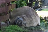 2 minuti faLa nuova celebrità australiana è un elefante marinoSi chiama Neil e nel suo soggiorno lungo le coste della Tasmania è diventato popolare sui social per i suoi comportamenti imprevedibili