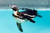 4 minuti faWeekly BeastsPulcinelle di mare, un cercopiteco diana e questo pinguino
