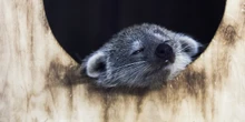 Weekly BeastsUn ramarro orientale, una pernice fuligginosa, citelli della California e presbiti dell'Himalaya, tra gli animali che valeva la pena fotografare questa settimana