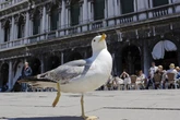 A Venezia non ci stanno più gabbiani di cosìNegli ultimi sei anni non sono aumentati, mentre sono diminuiti i nidi: su quello forse c'entra il Superbonus