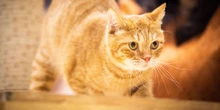 Il mistero dei gatti arancioni non è più un misteroSi sapeva che fosse un questione genetica, dato che sono quasi tutti maschi: due nuovi studi hanno scoperto di più