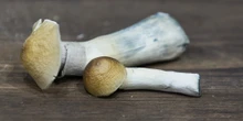 2 minuti faIl primo test clinico in Italia sull’uso terapeutico della psilocibinaA Chieti la componente psicoattiva dei funghi psichedelici verrà sperimentata per trattare alcune forme depressione