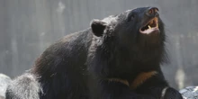 1 minuto faUna provincia del nord del Giappone ha chiesto l’intervento dell’esercito per gestire gli attacchi degli orsi