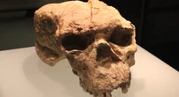 1 minuto faQuesto cranio cambierà quello che sappiamo dell’evoluzione umana?Scoperto in Cina anni fa e da poco ricostruito in digitale, potrebbe spostare molto indietro l'origine dell'homo sapiens