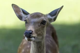1 minuto faIn Francia gli automobilisti devono fare attenzione ai cervi ubriachiAlcuni animali potrebbero avere comportamenti insoliti e imprevedibili quando mangiano frutti fermentati, ma a loro non si può ritirare la patente