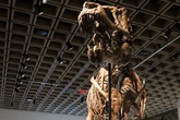1 minuto faLa vendita di uno degli scheletri di T-Rex più completi mai trovatiSarà messo all'asta martedì a New York per decine di milioni di dollari, tra molte contestazioni della comunità scientifica