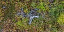 2 minuti faL’epidemia che ha devastato i boschi del Nord Italia fa meno pauraDopo aver fatto morire milioni di alberi, ora il bostrico tipografo si riproduce molto più lentamente