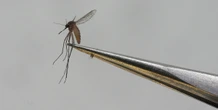 Nell’arcipelago francese delle Mayotte la chikungunya, una malattia trasmessa dalle zanzare, è diventata epidemica