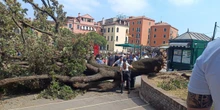 A Venezia un grosso albero è caduto su un gruppo di persone: ci sono almeno 9 feriti