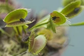 3 minuti faCome fanno alcune piante carnivore a muoversi di scattoNormalmente le piante si muovono molto lentamente, ma per specie come la Venere acchiappamosche è stato ipotizzato un meccanismo a sé