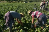 1 minuto faUna giornata con i braccianti nei campi del Fucino, in AbruzzoTra caporali che controllano i migranti, agricoltori che protestano per i controlli e misure di sicurezza inesistenti