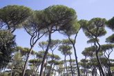 2 minuti faQuali sono le città italiane con più alberiLa classifica non per numero assoluto ma in relazione agli abitanti, che mostra una distribuzione molto disomogenea