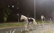 3 minuti faCome hanno fatto 30 cavalli a fuggire per le strade di RomaSono scappati per lo scoppio di alcuni fuochi d'artificio dalle prove della parata del 2 giugno: quattro persone sono rimaste ferite