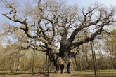 2 minuti faLa millenaria quercia di Sherwood è mortaEra da secoli un’amata attrazione turistica inglese legata alla leggenda di Robin Hood, e i molti interventi per salvarla non sono serviti