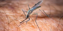 1 minuto faCos’è la febbre West NileÈ diffusa in Italia da quasi trent'anni ed è trasmessa dalle zanzare comuni, ma nella maggior parte dei casi causa sintomi lievi