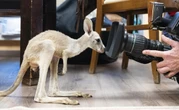 pochi secondi faWeekly BeastsUn topo che ha fatto invasione di campo, un piccione da gara, una lucertola dalle corna di rinoceronte e gli altri animali della settimana