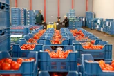 1 minuto faCome si fa il prezzo dei pomodori da conservaAl Sud è più alto che al Nord perché la raccolta si fa in modo diverso, ma negli ultimi anni hanno influito soprattutto guerre, piogge e siccità