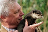 pochi secondi faUn secolo di vita sul pianeta TerraPrima sul campo e poi fuori campo, David Attenborough ha inventato e reso un fenomeno mondiale i documentari moderni sugli animali