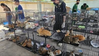 1 minuto faIn Vietnam sono stati recuperati più di 400 gatti che erano stati rubati per essere macellati