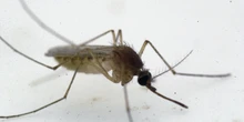 1 minuto faSono state imposte limitazioni sulla donazione di sangue per chi è stato in 31 province a rischio di diffusione della febbre del West Nile