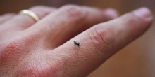 6 minuti faUn uomo è morto a Roma per la febbre West Nile, trasmessa dalle zanzare: è la seconda persona quest’anno