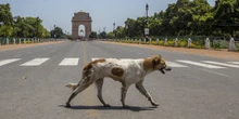 pochi secondi faNuova Delhi dovrà togliere migliaia di cani randagi dalle stradeE metterli in nuovi canili: lo ha deciso la Corte suprema indiana, dicendo che sono pericolosi per gli abitanti