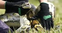 2 minuti faI conigli robot contro l’invasione di pitoni in FloridaÈ l'ultimo dei tentativi per provare a ridurre la popolazione di una specie invasiva che sta decimando gli ecosistemi delle Everglades