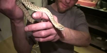 Cos’è questa storia dell’uomo che si è fatto mordere 200 volte dai serpentiTim Friede ha sviluppato anticorpi specifici, e il suo sangue è stato usato per elaborare un metodo che potrebbe aiutare a produrre nuovi antidoti