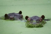 1 minuto faWeekly BeastsI denti di un cavallo, un cucciolo di alpaca e due ippopotami discendenti da quelli importati in Colombia da Pablo Escobar