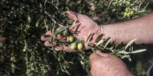 L’enorme frode sui sussidi agricoli europei in GreciaL’Unione Europea ha fatto allo stato una multa da quasi 400 milioni di euro e due ex ministri sono stati indagati: potrebbe essere solo l’inizio