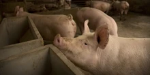 La Cina vuole maiali più magriPer ragioni che hanno a che fare con il prezzo della carne suina, in costante diminuzione