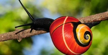 1 minuto faNon si sa come mai queste rare lumache siano così belleLe lumache Polymita Picta sono a rischio di estinzione perché vendute come oggetti decorativi: alcuni scienziati stanno cercando di conoscerle meglio per salvarle 