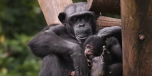 L’origine del nostro linguaggio c’entra col modo buffo in cui parliamo ai neonati?Tra i primati siamo gli unici a sbizzarrirci nei vari “gu-gu-tata-pa”, quello che in inglese si chiama baby talk