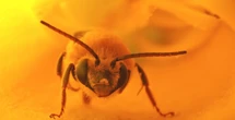 pochi secondi faGli insetti provano dolore?È una possibilità sempre più indagata dalla ricerca e che potrebbe cambiare in modo fondamentale il nostro rapporto con loro