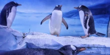 4 minuti faA Londra si sta discutendo molto di 15 pinguiniVivono in un noto acquario in spazi che i gruppi animalisti ritengono inadatti, e ora diversi deputati chiedono l'intervento del governo