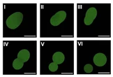 18 ore faLa prima cellula sintetica costruita da zero?Un gruppo di ricerca sostiene di aver creato in laboratorio qualcosa di simile alla vita, ma ci sono dubbi sia sulla definizione di “vita” che sulla solidità dello studio