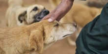 Il Senato ha approvato in via definitiva un disegno di legge che aumenta le pene contro i maltrattamenti degli animali