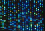 1 minuto faUn nuovo modo di modificare il DNA degli embrioni umaniUn gruppo della Columbia University dice di esserci riuscito con più precisione e riducendo i rischi, ma è una prospettiva che allarma molti